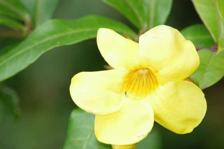 close up view of a yellow flower in bloom