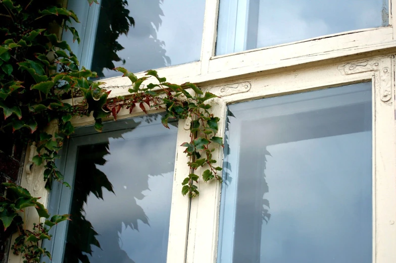 an ivy covered window ledge of a building