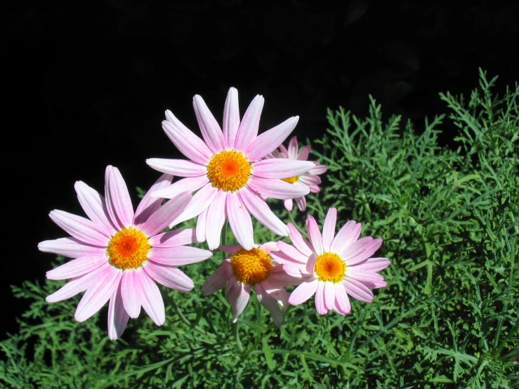 pink and yellow flowers are blooming from the plant