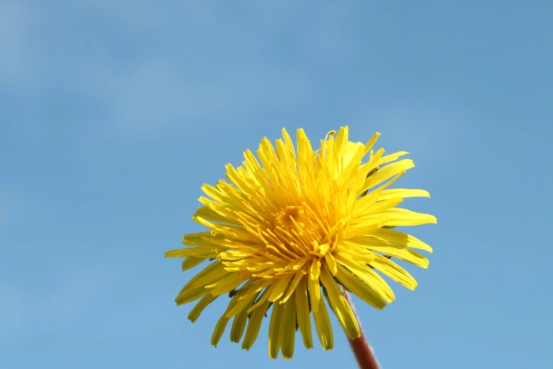 the back end of a dandelion against a blue sky