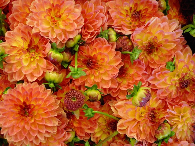 a very pretty bunch of orange flowers in a group