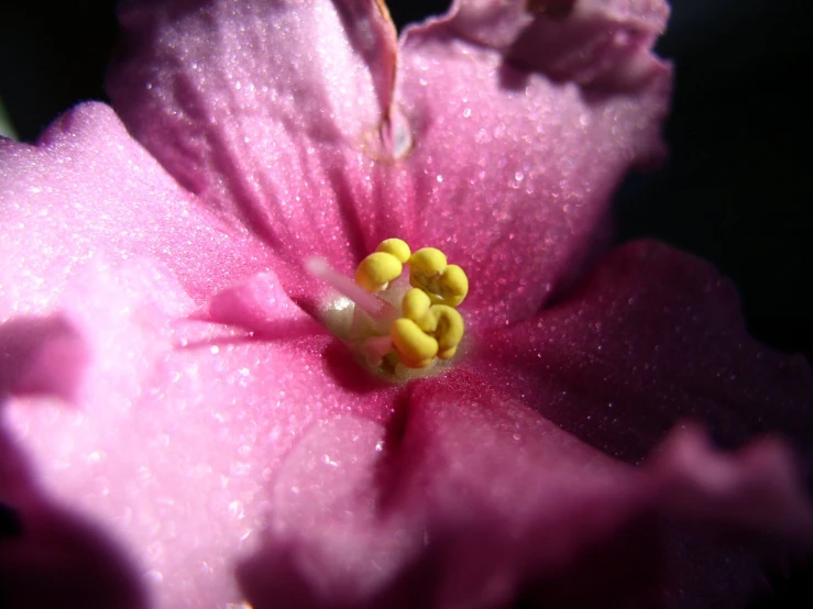 a close - up s of a pink flower, with yellow stamens