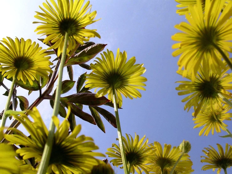 sunflowers are in bloom against the clear blue sky