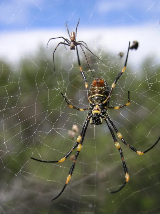a large spider is sitting on its web