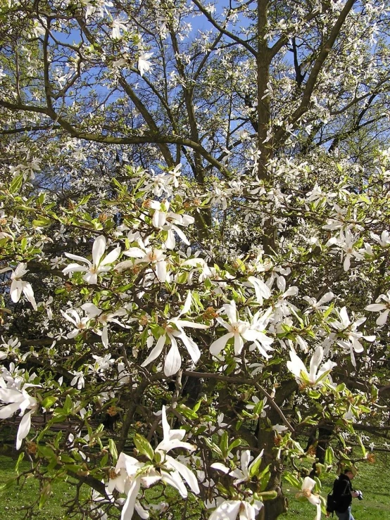 a dog is standing next to a tree with white flowers