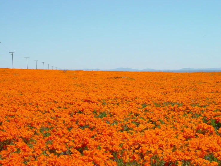 a field that has flowers in the middle of it