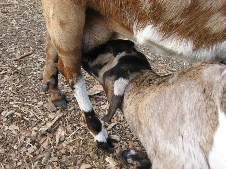 small calf nursing from adult cow on wooden floor