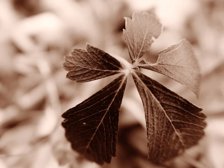 a dried up leaf that has been placed in the ground