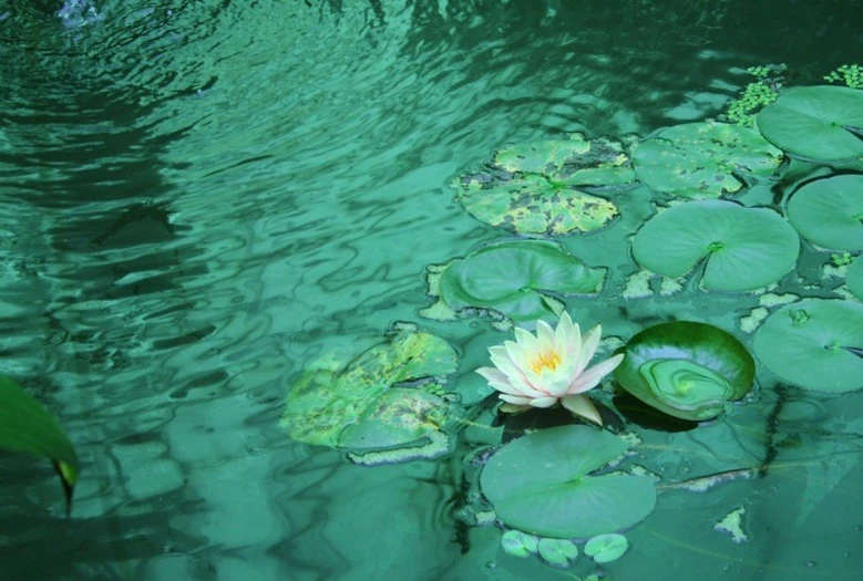 water lilies floating in a pond with green leaves