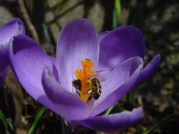a bee is standing on some purple flowers
