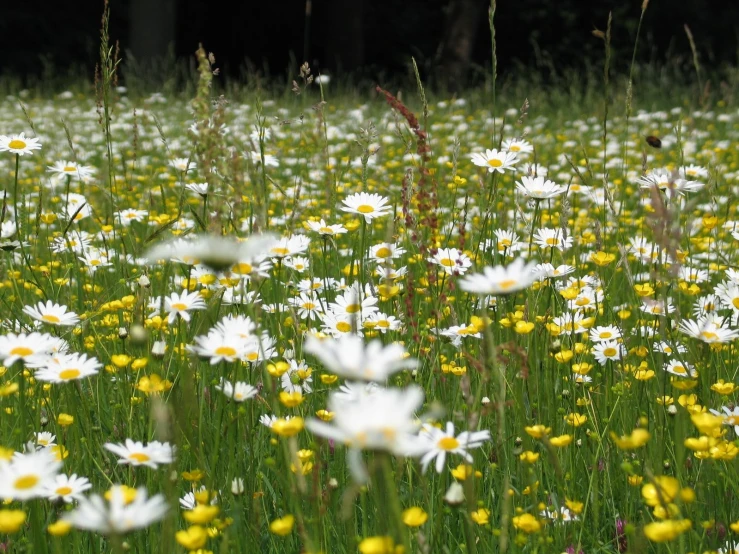 several daisies on a grassy field of yellow and white flowers