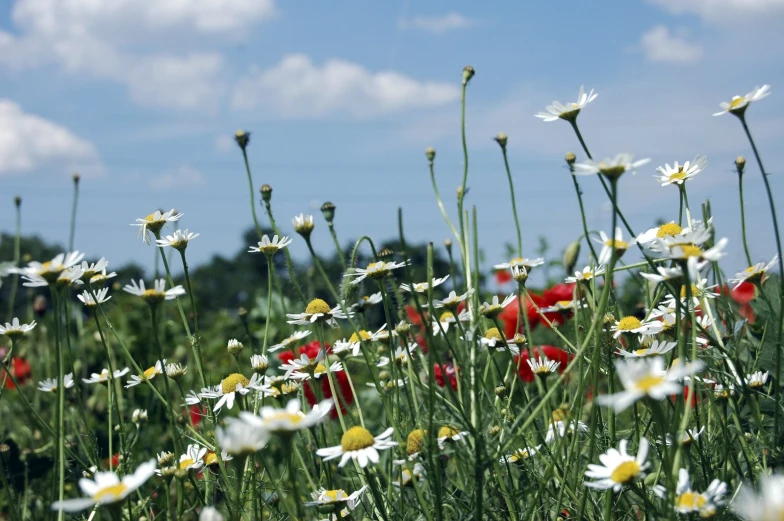 a field of flowers with white, red and yellow blooms