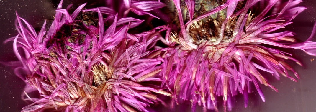 purple flowers are growing in a vase full of water