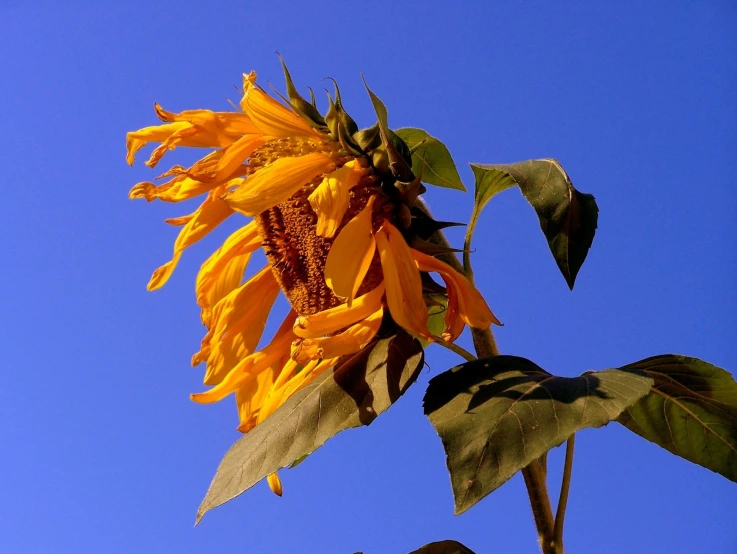 yellow flowers bloom on top of a very tall sunflower