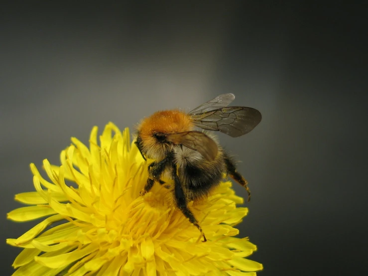 a honey bee on top of a yellow flower