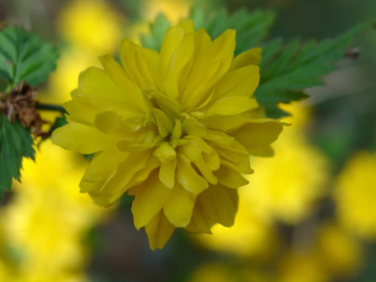 closeup of a yellow flower with green leaves