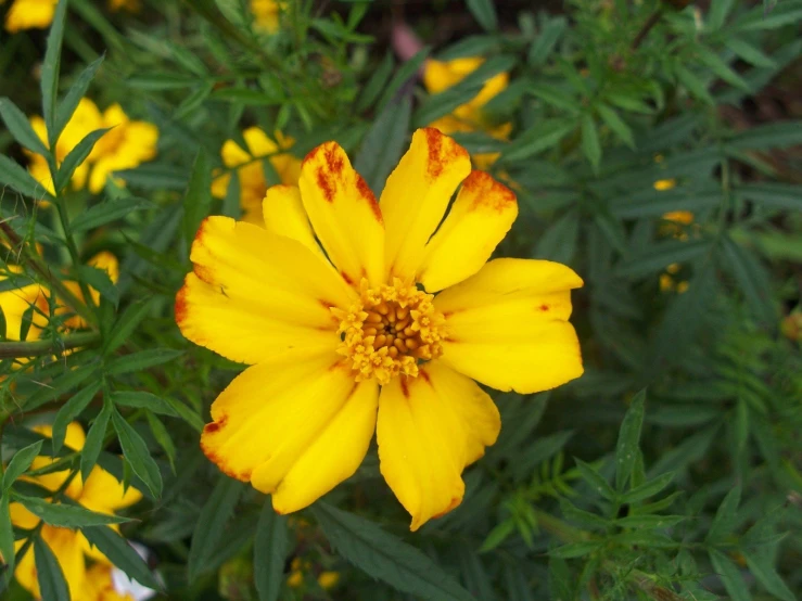 a close up of a flower with leaves in the background