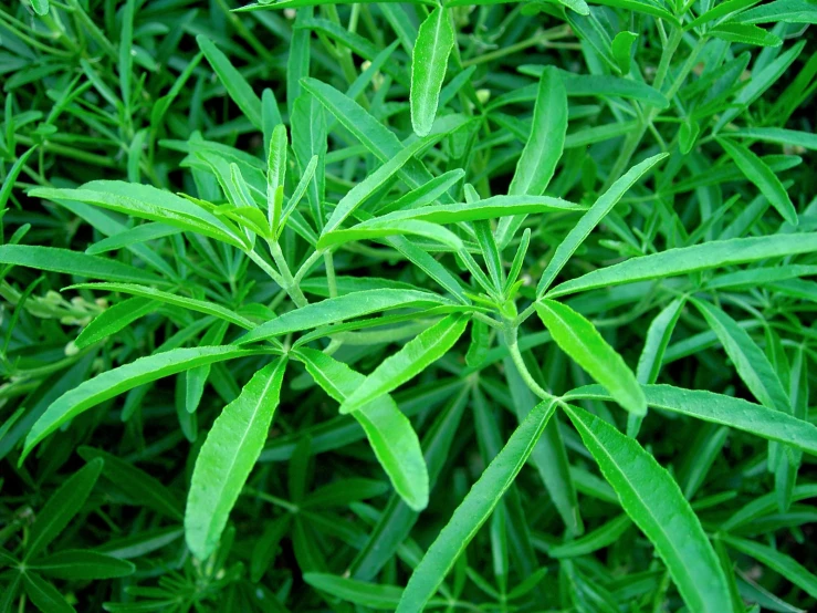 a very close up po of the stems on a green plant