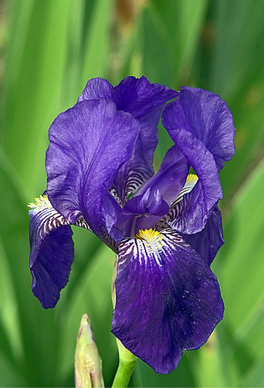 purple iris blooming from its bud to the seed