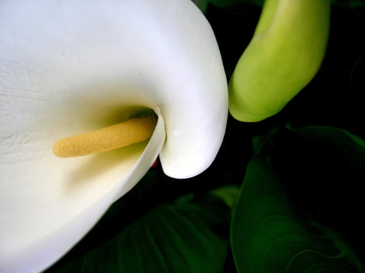 a white and yellow flower with dark background