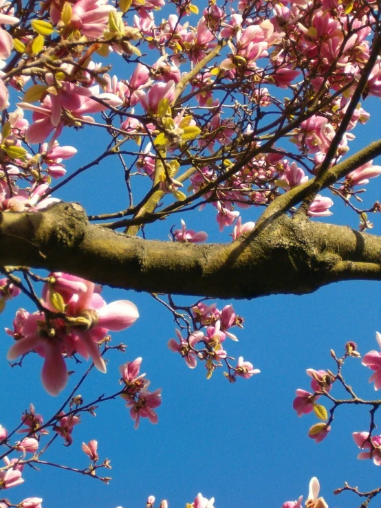 a tree nch is covered in pink flowers