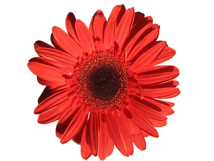 a red flower that is standing up on a white surface