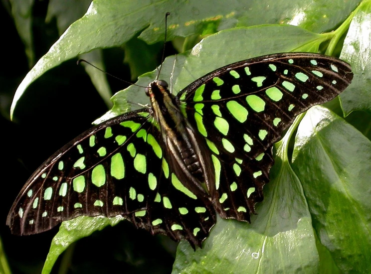a black and green erfly is sitting on a plant
