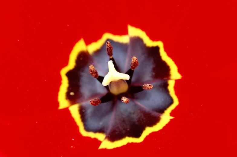 an image of a flower taken from above