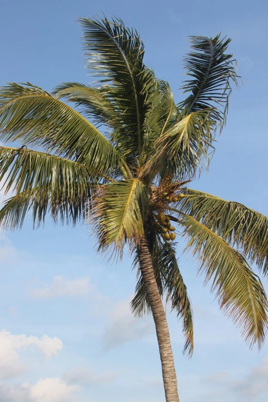 palm tree in the sunlight on the beach