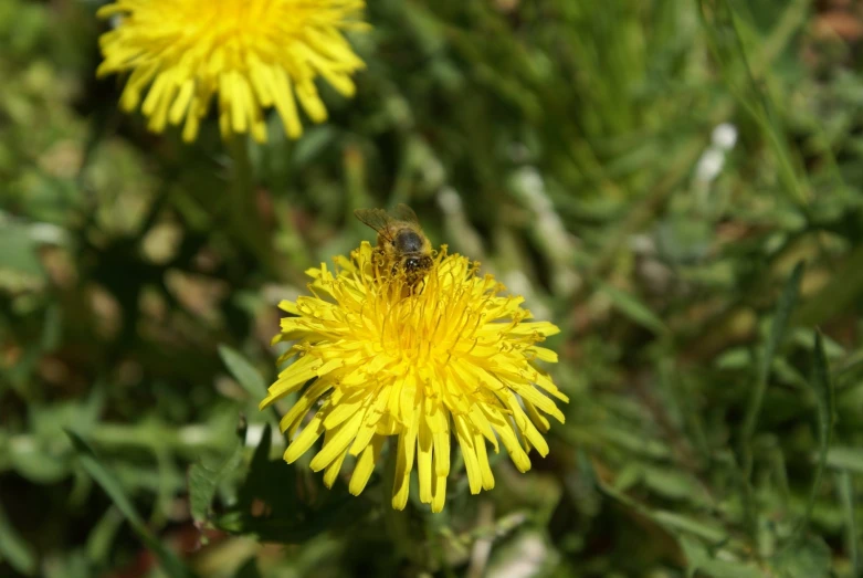 a bee sitting on top of a yellow flower