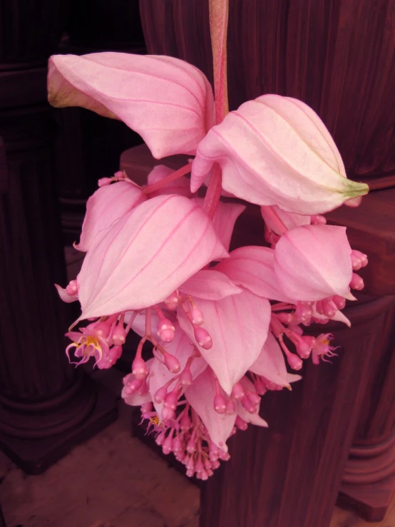 large pink flowers that are very pretty