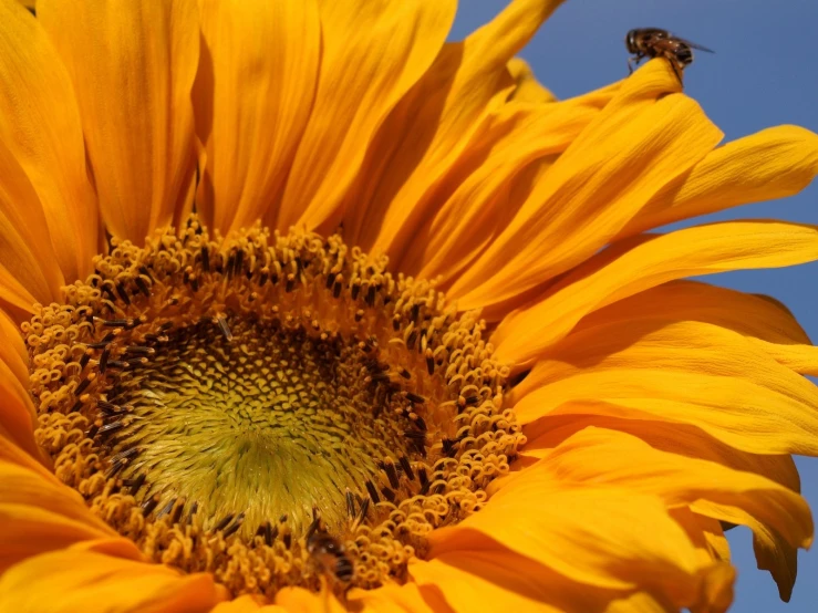 a large yellow sunflower with a bee flying by