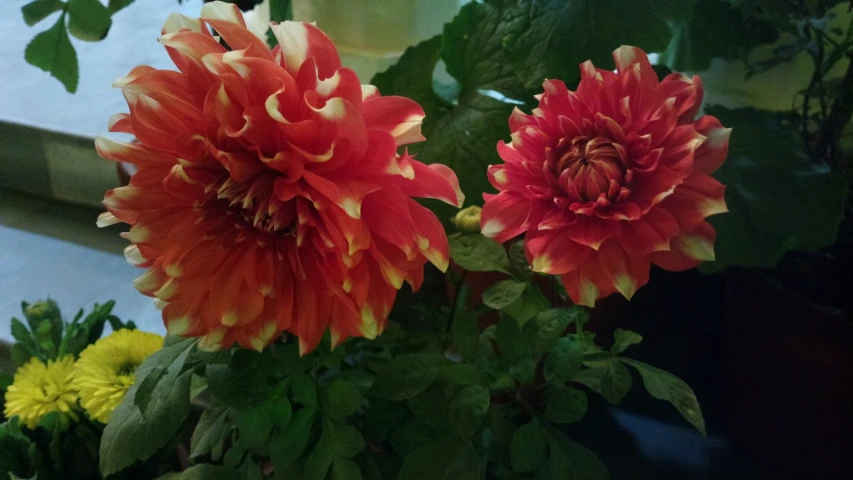 some red flowers near one another and green leaves