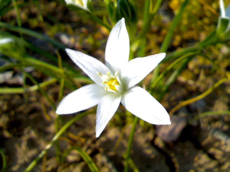 white flower sitting in the middle of a grassy area