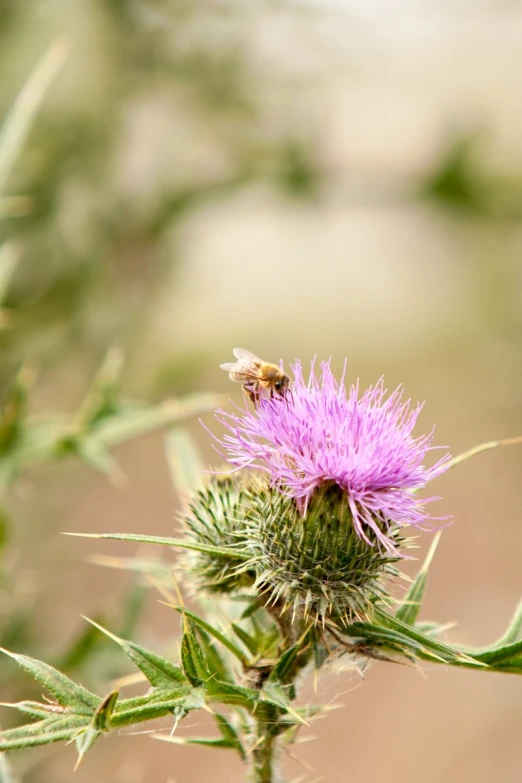 the bee is getting ready to drink the nectar from the thistle