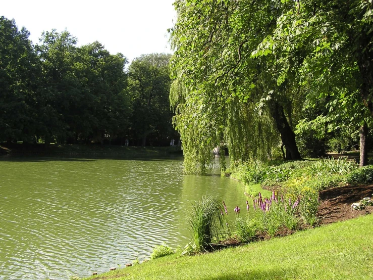 a very tall tree stands near the water