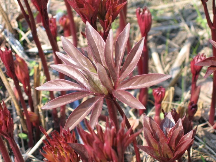 a close up of a green and red plant with flowers