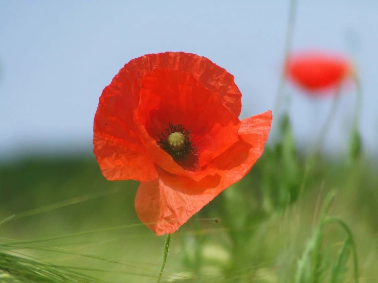 two flowers that are on some grass