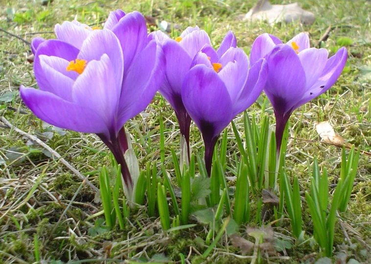 purple crocons in the grass are starting to bloom