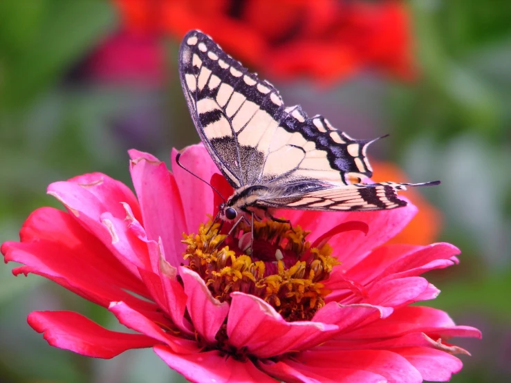 a erfly is perched on top of a flower