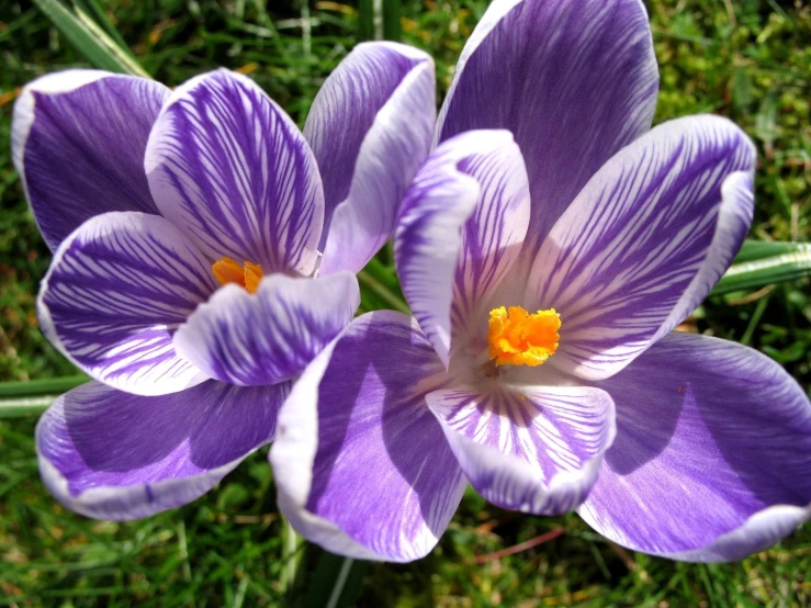 two purple flowers with one yellow stamen on the middle of it