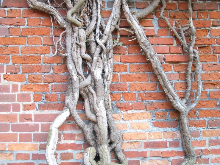 a large old vine is growing out of a brick wall