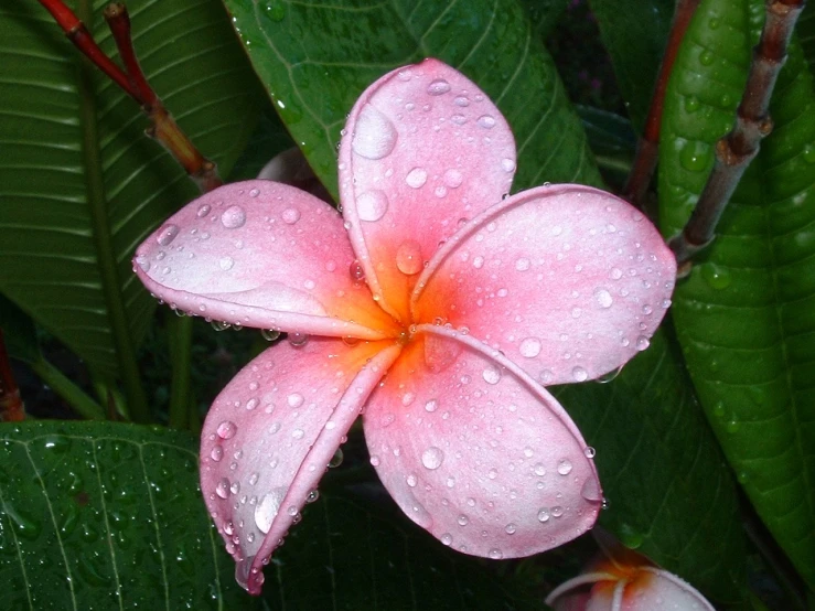 pink flower with rain droplets on green leaves