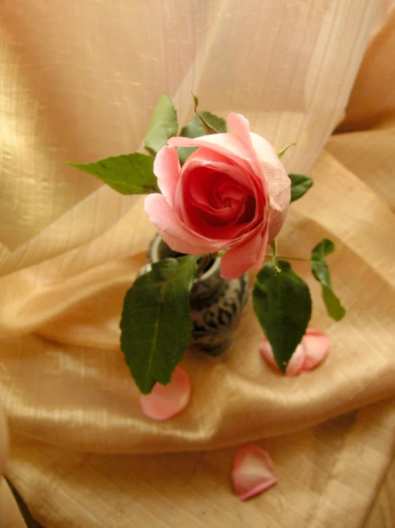 a close up of a flower in a vase on a cloth