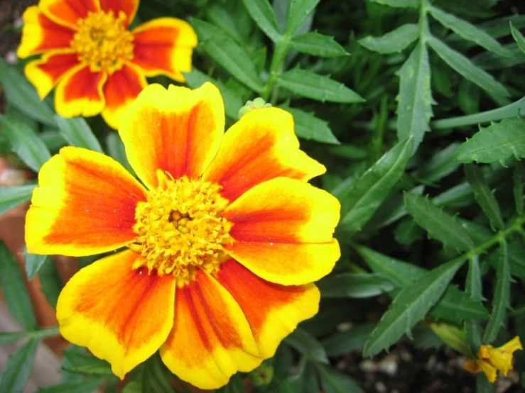 this is a yellow and orange flower with many leaves