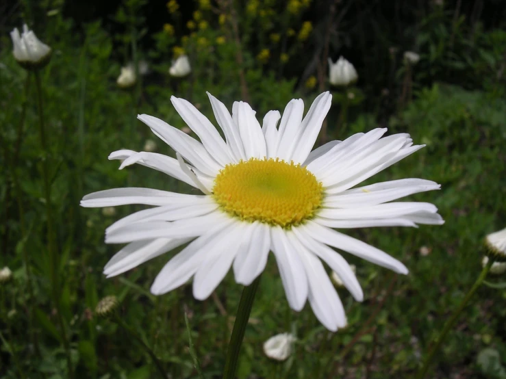 this is a close up view of a single white daisy