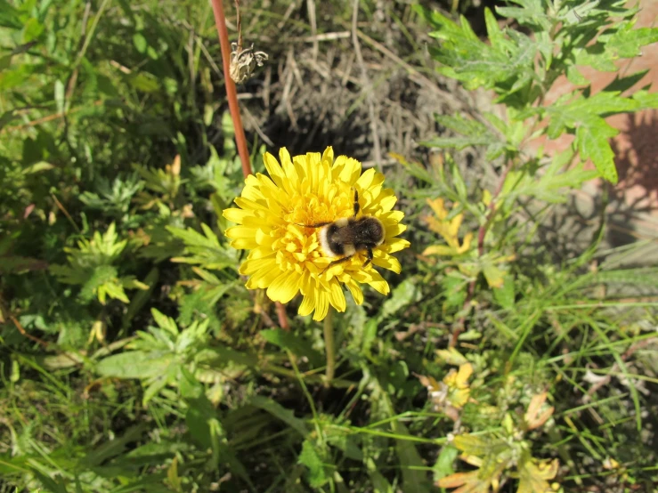 a bee is sitting on a yellow flower