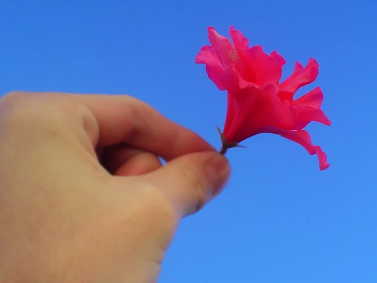 a person holding a flower that looks like pink flowers