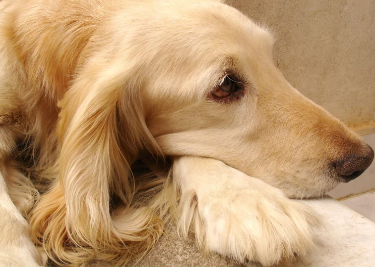 a dog lays on the floor next to the cement