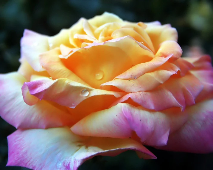 a pink and yellow flower with dew drops